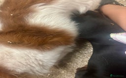 Miniature Dachshund dogs for stud: miniature dachshund STUD - Image 3