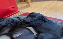 Mixed Breed dogs for sale: Patterdale x cockerpoo puppies - Image 2