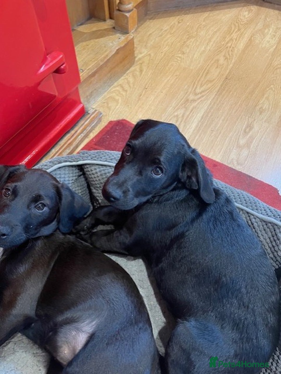 Mixed Breed dogs for sale: Patterdale x cockerpoo puppies - Image 2