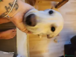 Mixed Breed dogs Belle - Advert 9