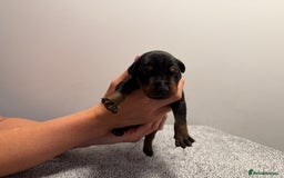 Dobermann dogs for sale: ⭐️🩸12x Championship Bloodline Doberman Puppies - Image 3