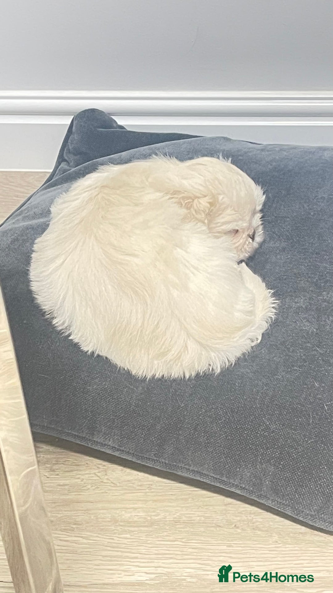Mixed Breed dogs for sale: 2 adorable little imperial Shih tzus boys ❤️ - Image 8