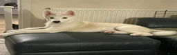 Siberian Husky dogs for sale: Beautiful boy for sale - Advert 4