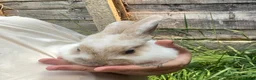 New Zealand rabbits for sale: 5 New Zealand bunny rabbits  in Dukinfield - Advert 6