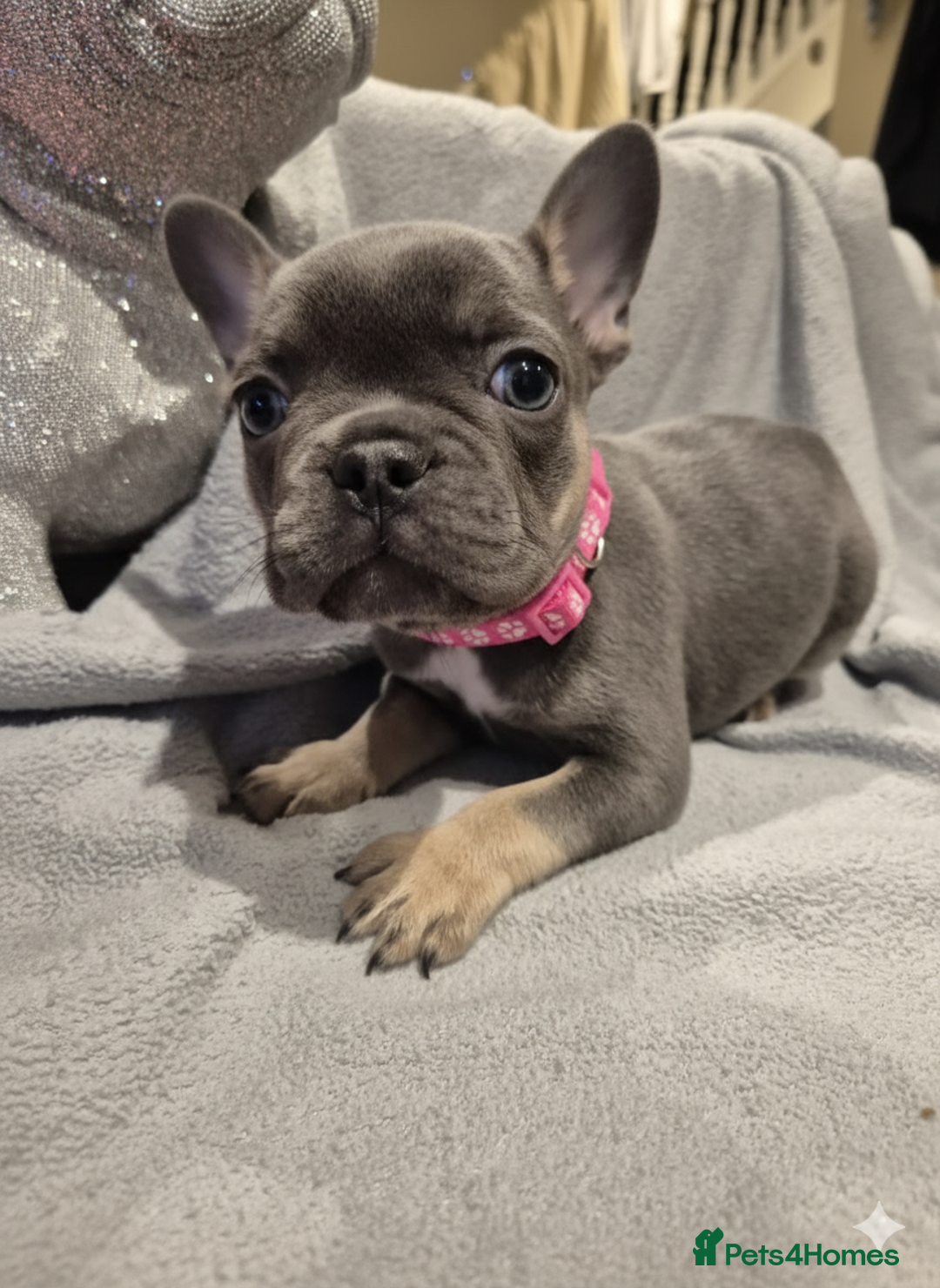 French Bulldog dogs for sale: Stunning french bulldogs - Image 2