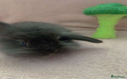 Mini Lion Lop rabbits for sale: Lion dutch lops - Image 10