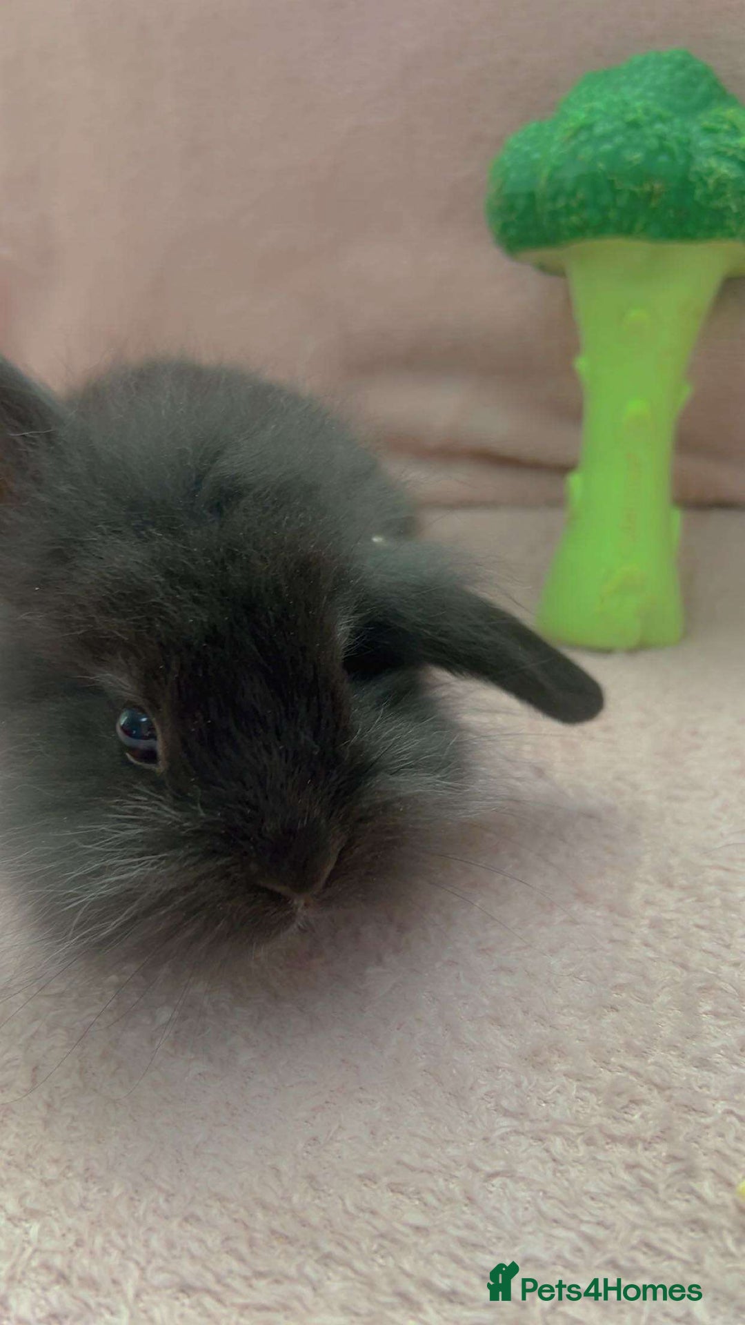 Mini Lion Lop rabbits for sale: Lion dutch lops - Image 10