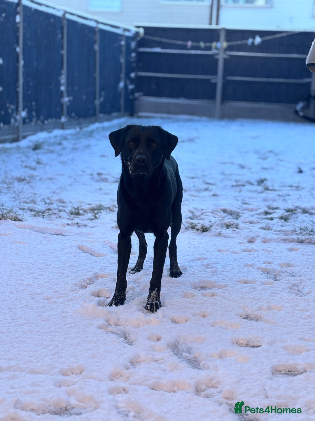 Labrador Retriever dogs for stud: Stud dog available  - Advert 2