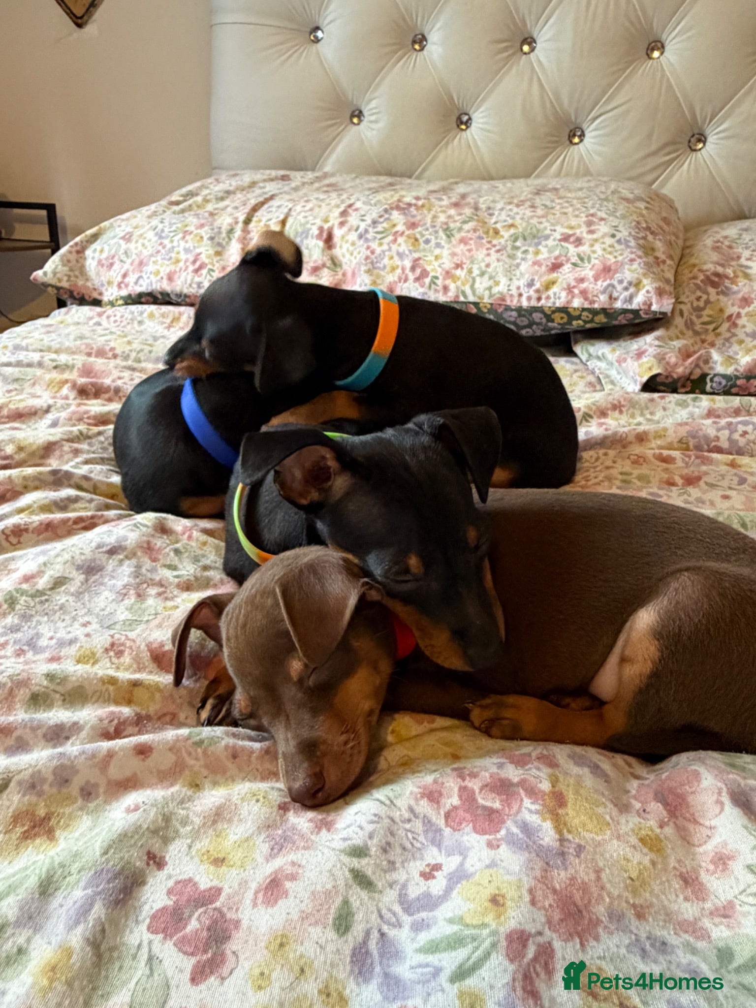 Miniature Pinscher dogs Miniature Pinscher Puppies for sale  - Advert 2