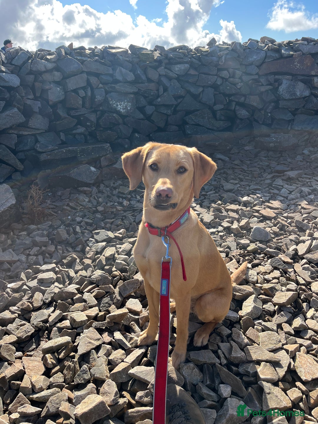Labrador Retriever dogs for sale: Working Lab For sale to professional home only!  - Image 6
