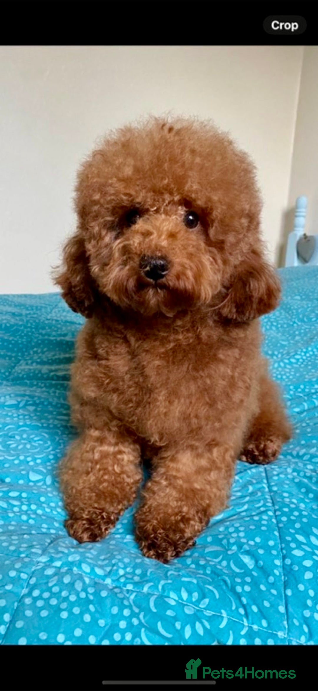 Toy Poodle dogs for sale: Toy Poodle boys  - Advert 7