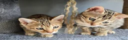Bengal cats for sale: Just 1 girl left... Ready from END of April - Advert 10