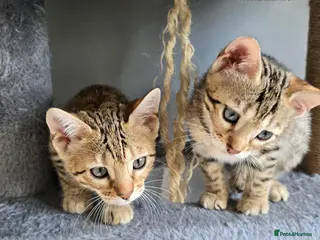 Bengal cats READY NOW..Just 2 girls left - Advert 2