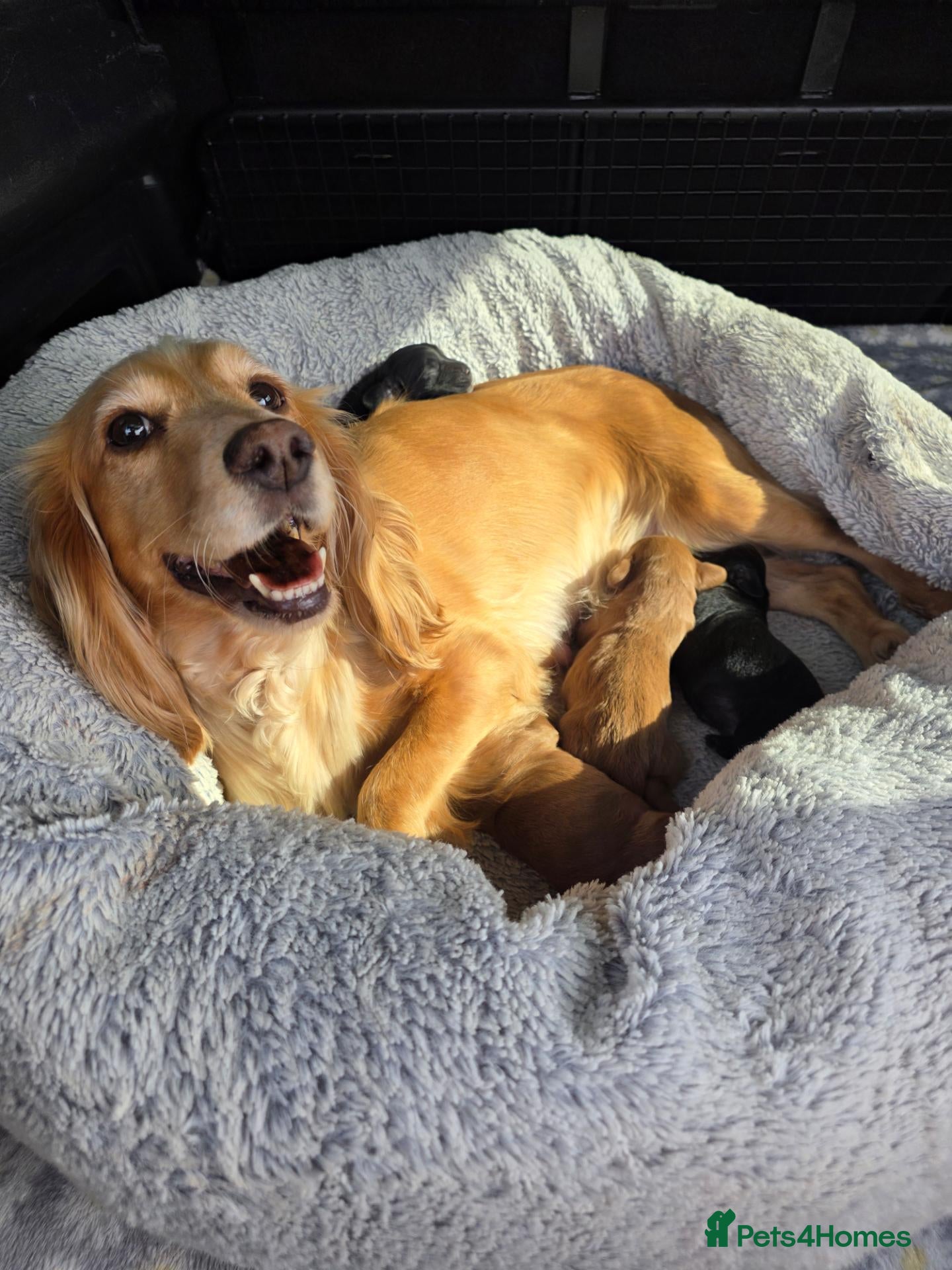 Cocker Spaniel dogs KC FTCH bloodlines cocker spaniels - Advert 2