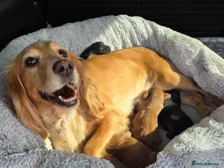 Cocker Spaniel dogs KC FTCH bloodlines cocker spaniels - Advert 2
