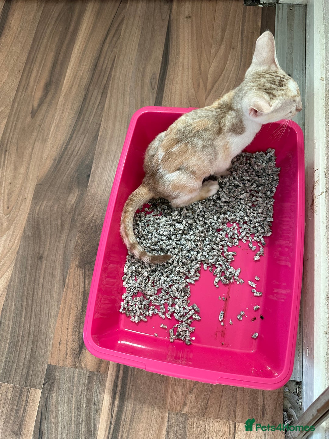 Mixed Breed cats for sale: Crossed Between Oriental short hair & White Bengal - Advert 8