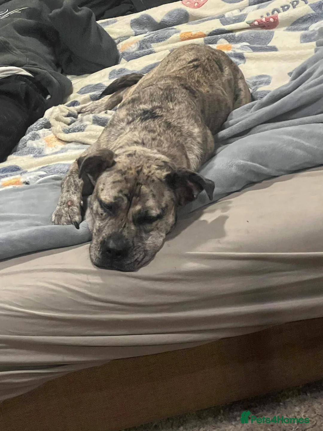 Mixed Breed dogs for sale: FREE Mastiff mix female 3 years old  - Advert 2