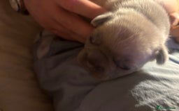 French Bulldog dogs for sale: French bulldogs  - Image 8