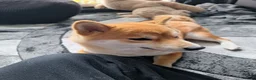 Japanese Shiba Inu dogs for sale: 1 Year & 7 Months Old Shiba Inu in Clydebank - Advert 6
