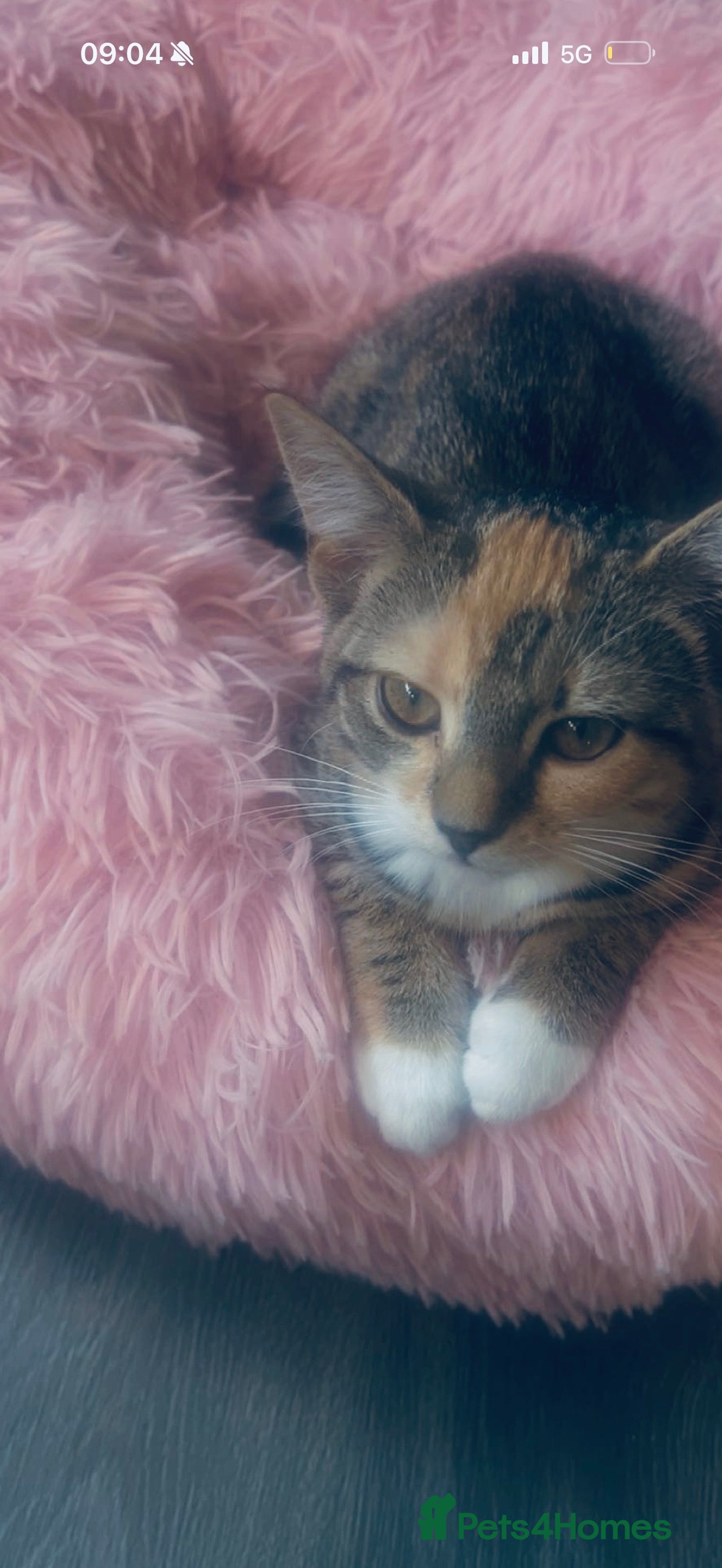 Mixed Breed cats Beautiful Loving Cat Looking for a Forever Home - Advert 1