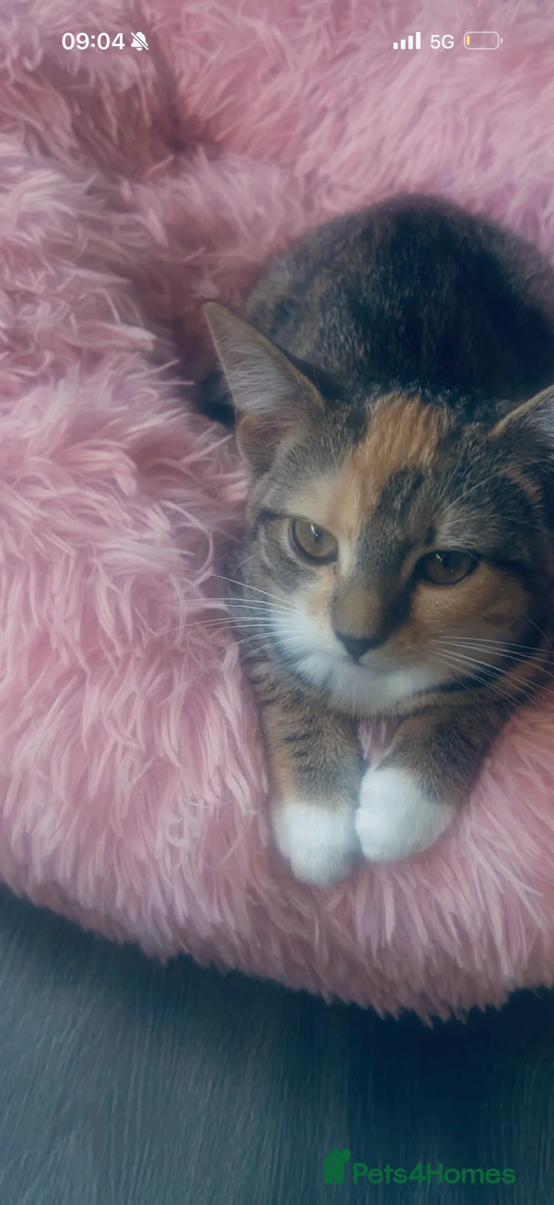 Mixed Breed cats for sale: Beautiful Loving Cat Looking for a Forever Home - Advert 1