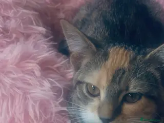 Mixed Breed cats Beautiful Loving Cat Looking for a Forever Home - Advert 5