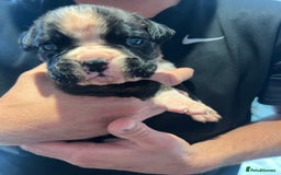 Boxer dogs for sale: 6 Beautiful Boxer Puppies - Image 5