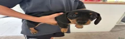 Miniature Dachshund dogs for sale: Mini Daschunds ready for there forever home NOW! in Kingsbridge - Advert 7