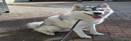 Mixed Breed dogs for stud: STUD HUSKY/MALAMUTE MIX - Advert 3