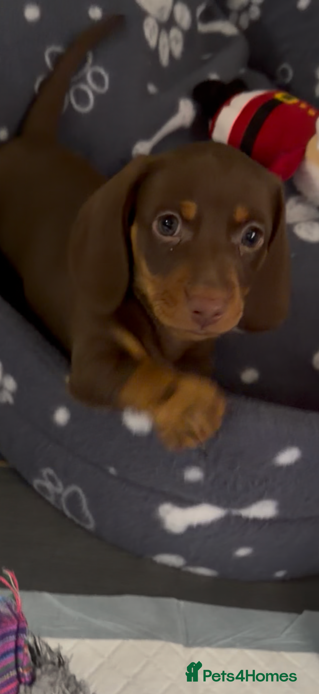 Miniature Dachshund dogs for sale: Stunning minature dachshunds  - Advert 24