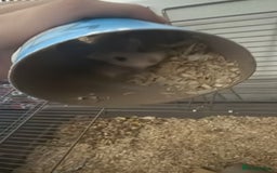 Hamster rodents for sale: Roborovski dwarf hamster - Image 2