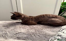 Devon Rex cats for sale: Chocolate Devon Female - Image 15