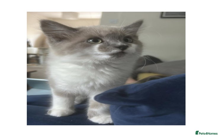 Mixed Breed cats - Advert 2