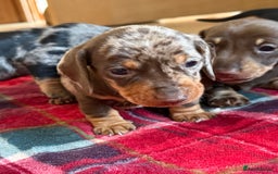Miniature Dachshund dogs for sale: Miniature dapple Daschunds  - Image 5
