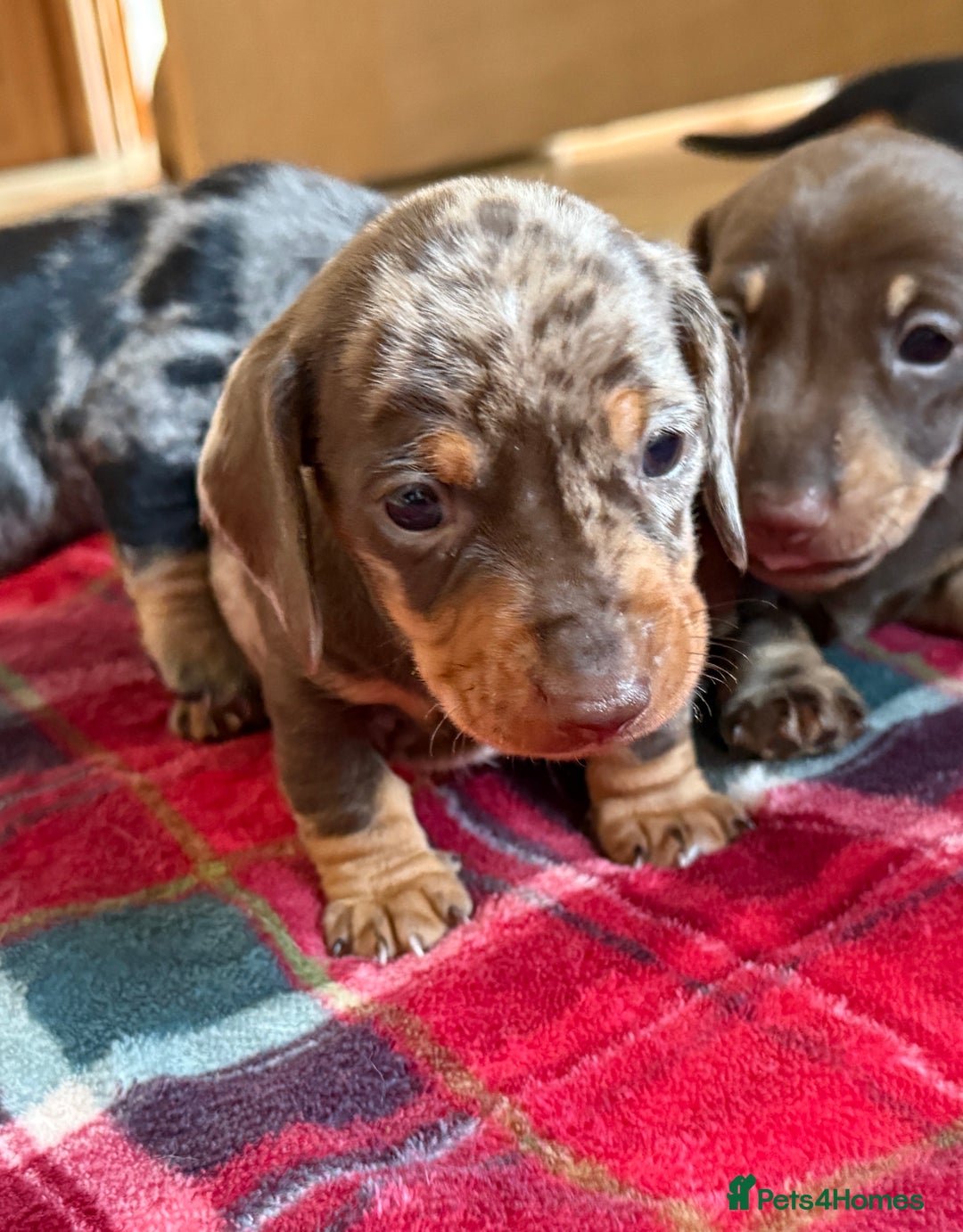 Miniature Dachshund dogs for sale: Miniature dapple Daschunds  - Image 5