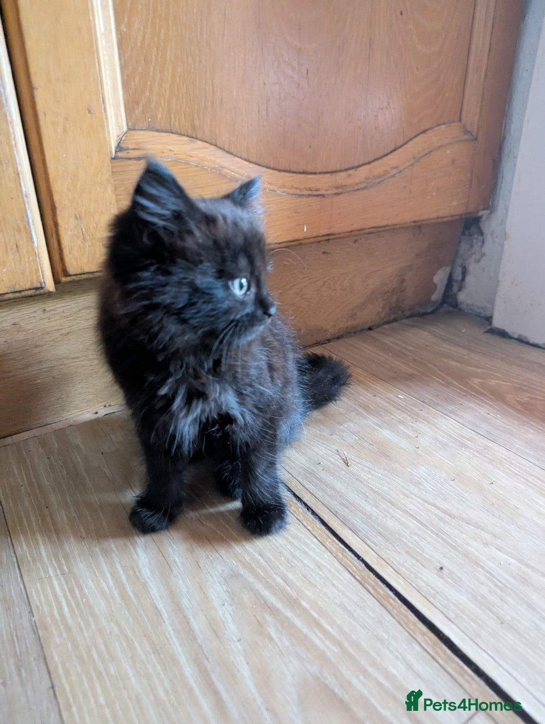 Bombay cats for sale: Beautiful kittens perfect for  **   ** s  - Advert 14