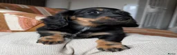 Miniature Dachshund dogs for sale: KC registered Miniature Dachshund Puppies - Advert 3