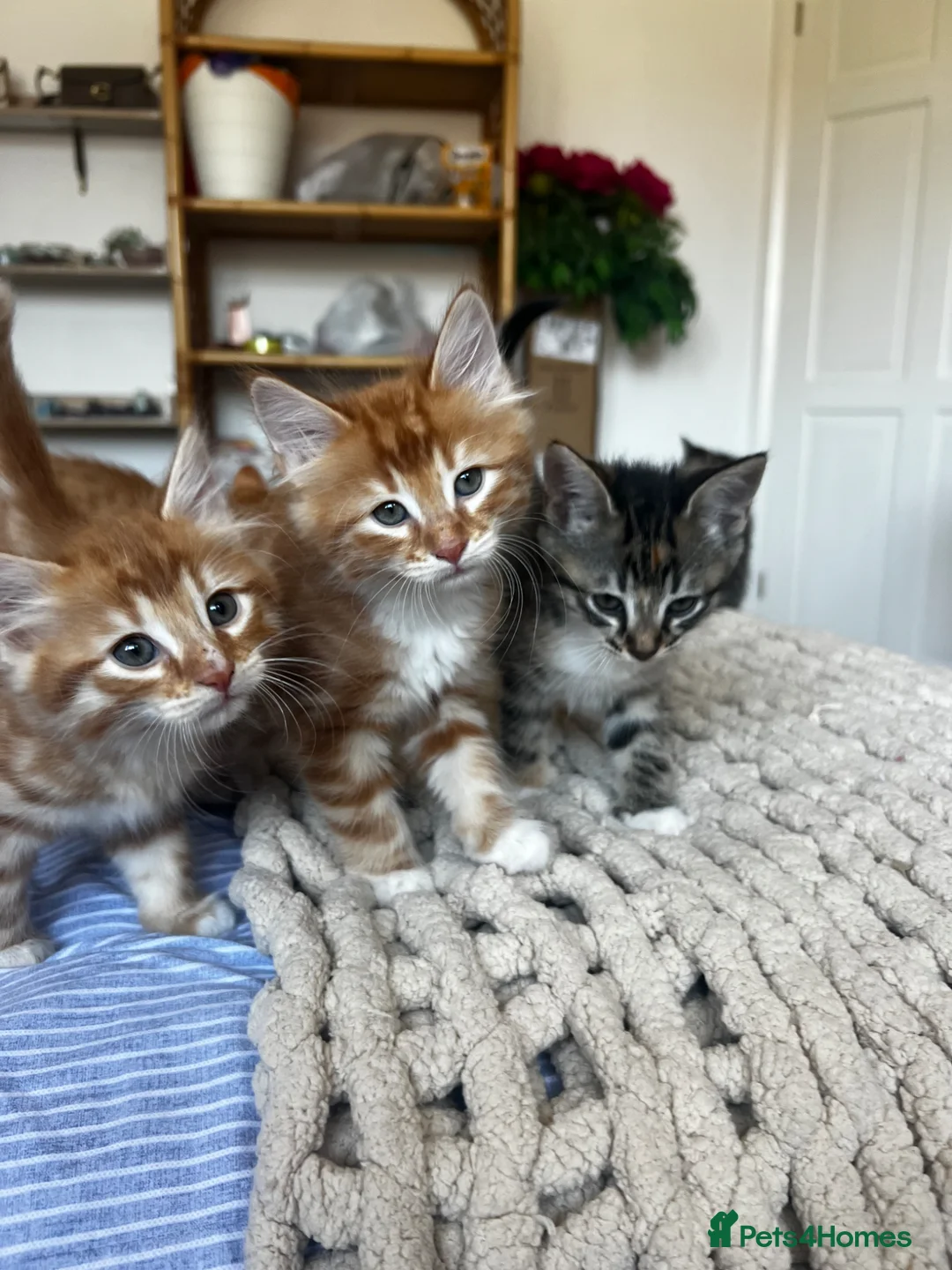 Mixed Breed cats for sale: Siberian Mix kittens - Advert 18