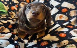 Miniature Dachshund dogs for sale: Adorable Longhaired Miniature Dachshund Puppies - Image 8