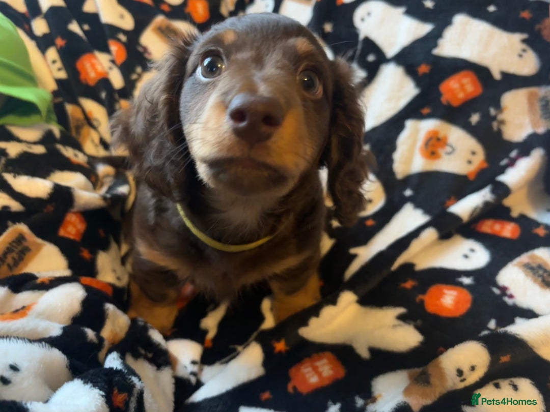 Miniature Dachshund dogs for sale: Adorable Longhaired Miniature Dachshund Puppies - Image 8