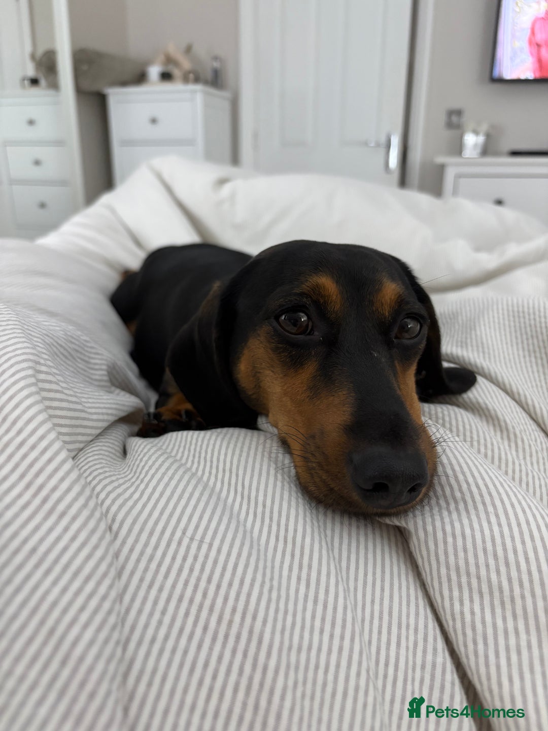 Dachshund dogs for sale: Dachshund puppies - Advert 8