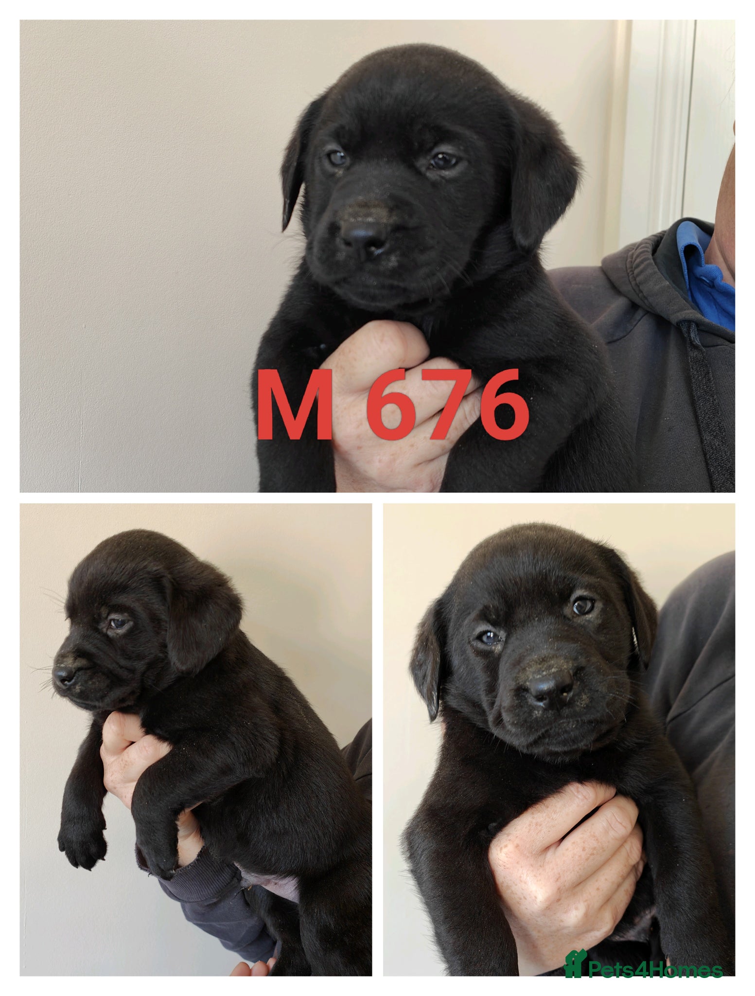 Labrador Retriever dogs Lovely Pointerdor puppies  - Advert 2
