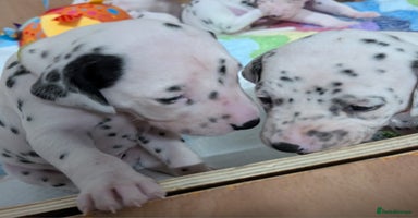 Dalmatian dogs Beautiful KC registered Dalmatian puppies - Advert 3