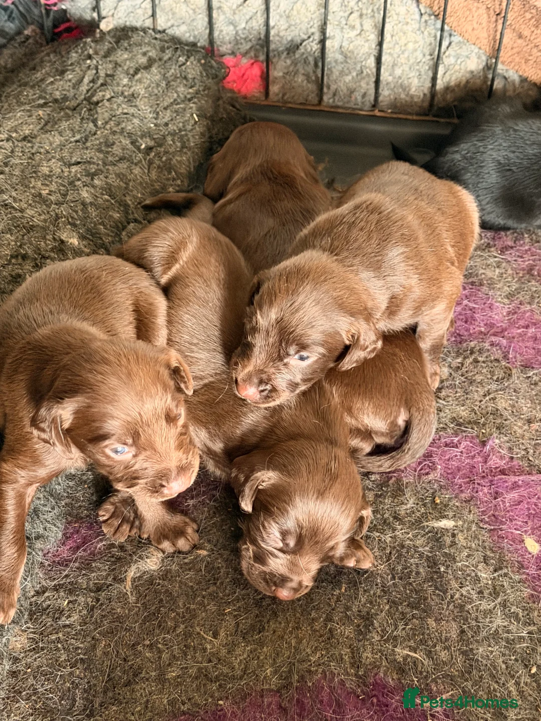Springador dogs for sale: Springerdors raised in a busy family home  in Peterborough - Advert 2