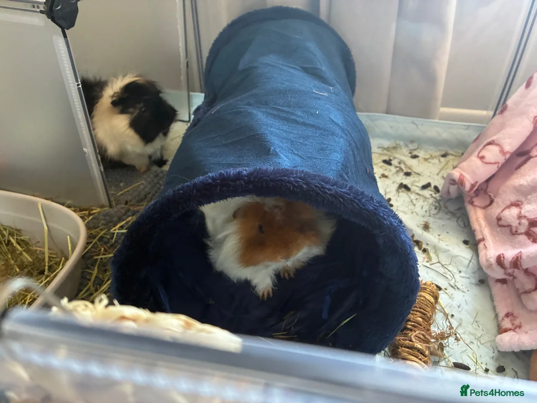 Guinea Pig rodents for sale: 2 male guinea pigs  in Stalybridge - Advert 2