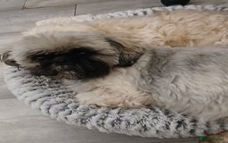 Shih Tzu dogs for sale: 2 x male ShihTzu pups not ready yet - Image 7