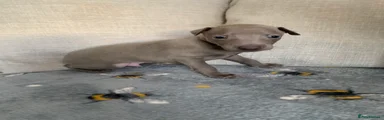 Italian Greyhound 4