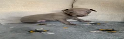 Italian Greyhound dogs for sale: Beautiful KC Registered Italian greyhounds - Advert 10