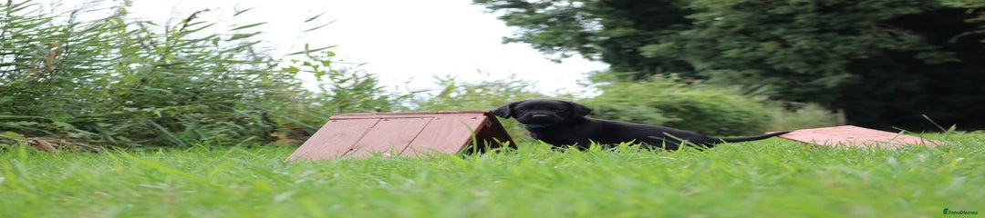 Springador Puppy 8