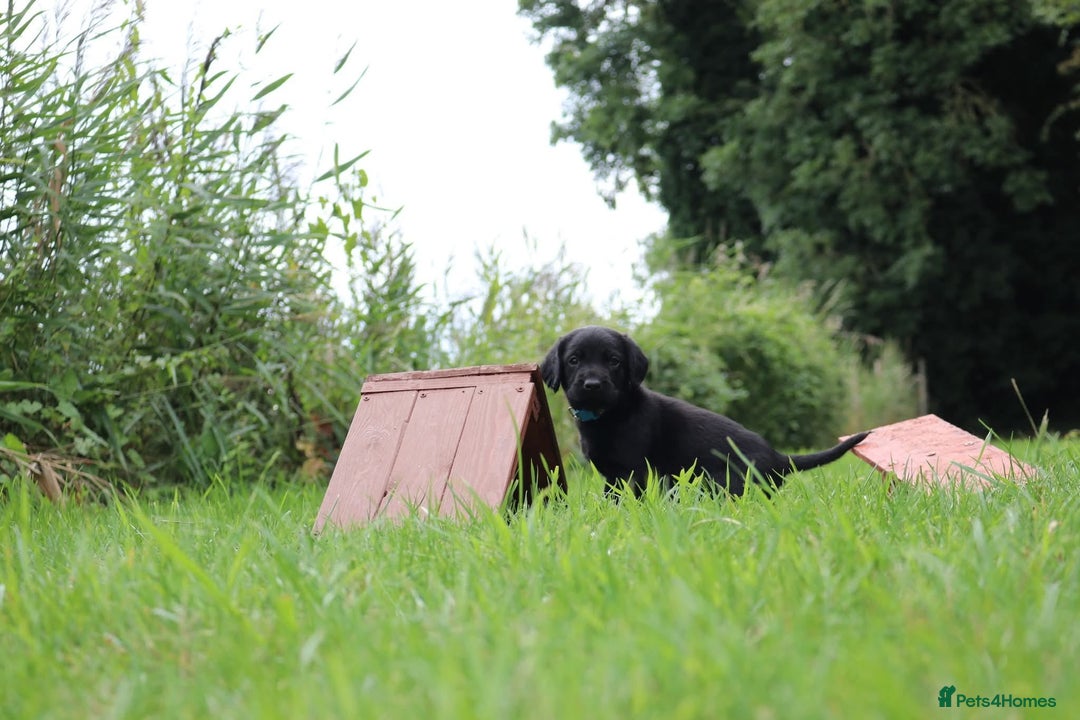Springador dogs for sale: 8 beautiful springador puppies for sale  - Image 9